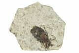 Detailed Fossil March Fly (Plecia) w/ Legs - Wyoming #245668-1